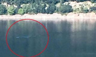 尼斯湖水怪是大象吗 尼斯湖水怪最清楚照片