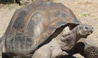 最长寿的乌龟最长寿的乌龟可以活多少岁 寿命最长的乌龟